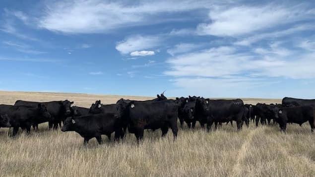 Sécheresse : « rien n’a poussé », des fermiers saskatchewanais en détresse