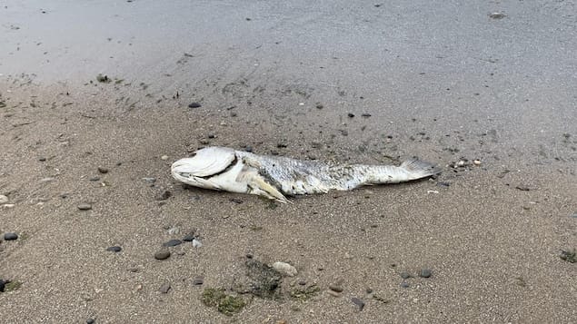 Des centaines de poissons retrouvés morts sur une plage en ontario