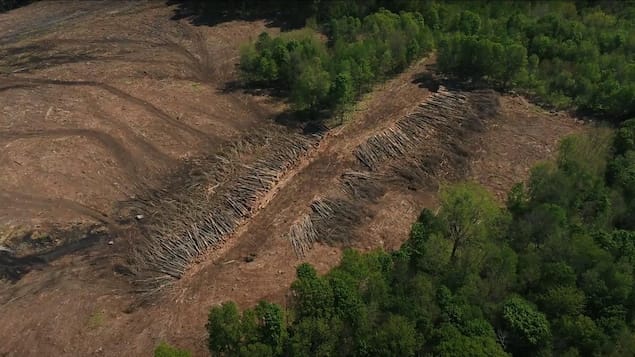 La coupe à blanc des forêts augmente la fréquence des inondations, selon une étude