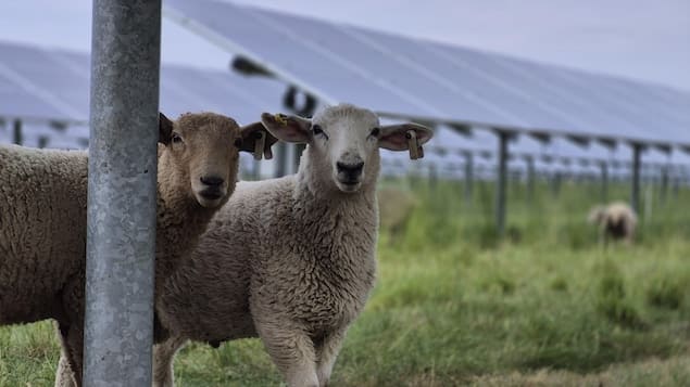 Les « moutons solaires », un mariage lucratif entre agriculture et énergie propre