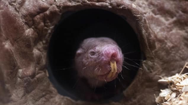 Le rat taupe nu livre un des secrets de sa longévité