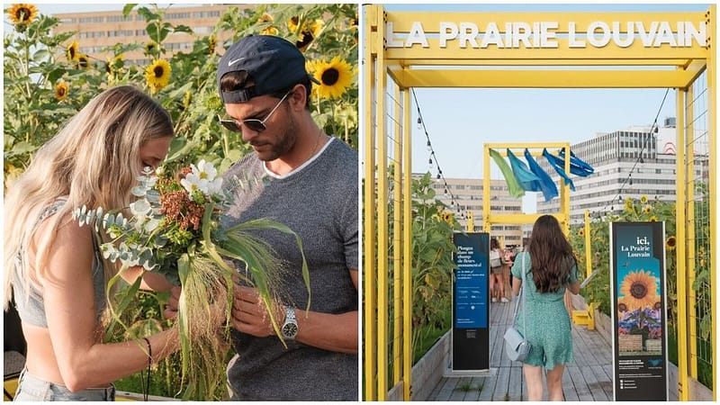 A dreamy sunflower field just opened in the heart of montreal and it's free to explore