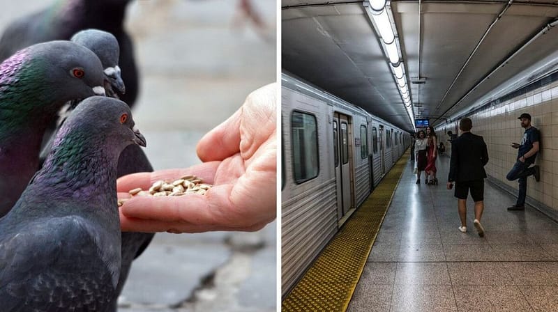 11 toronto laws and bylaws you might be breaking and risking fines up to $100,000