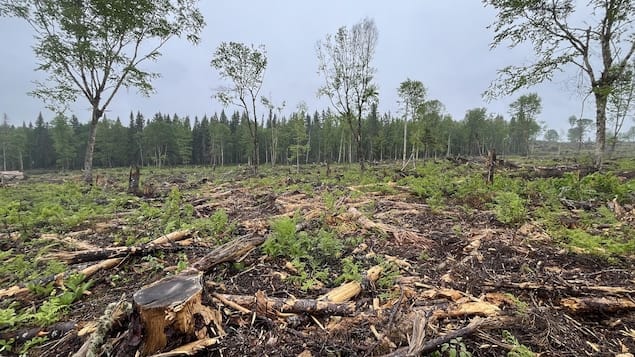 Réforme du régime forestier : une « coquille vide »?