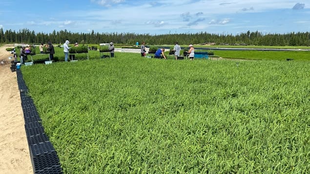 Des millions de plants cultivés dans la plus grande pépinière privée du Québec​