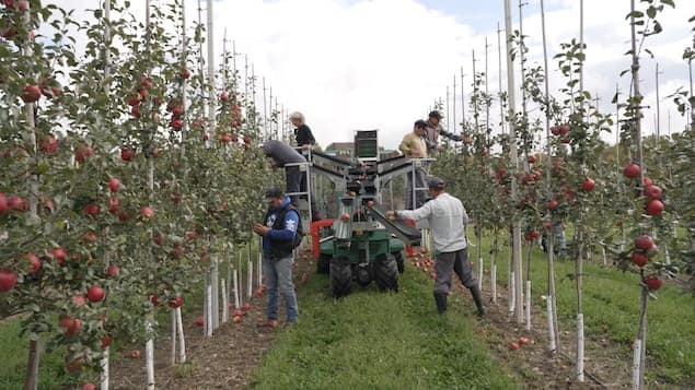 La Quête De Productivité Change Le Paysage Des Vergers Et Des Champs