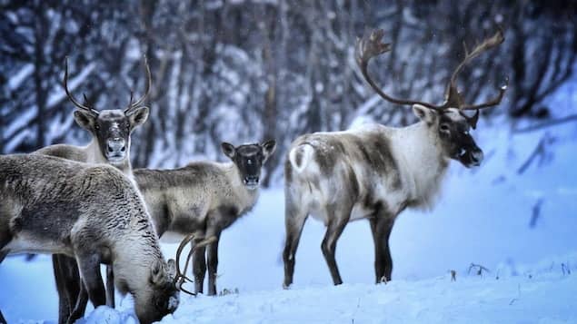 Protection Du Caribou : Les nations Crie Et Innue Devront Limiter La chasse