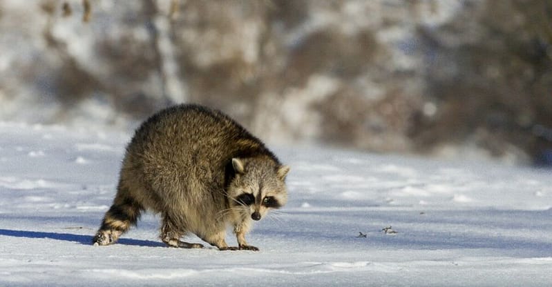 Un Cas De Rage Du Raton Laveur Confirmé Au Québec : Quoi Savoir Pour éviter Les Risques