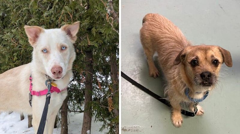 Meet The 14 Adorable Dogs At The Montreal Spca Who Need New Families