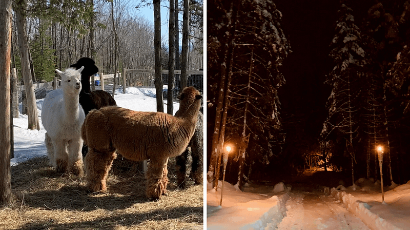 Tu Peux Visiter Des Alpagas Et Te Promener En Forêt à La Lueur De Flambeaux En Estrie