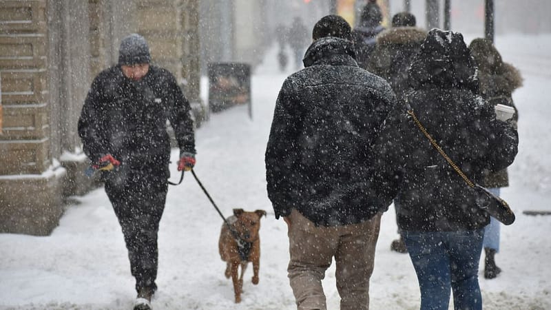 Ontario's Weather Forecast Says Three Snowstorms In A Row Are Bringing Up To 20 Cm Of Snow