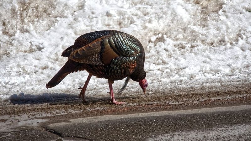 Turkeys Are Being Spotted All Over Montreal — Here's What To Do If You See One