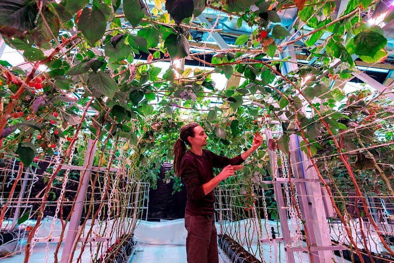 Le Petit Miracle Des Framboises En Janvier